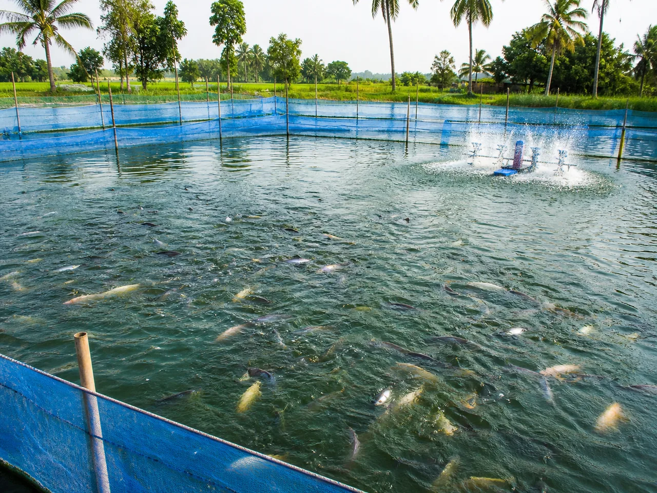 Fish Farming