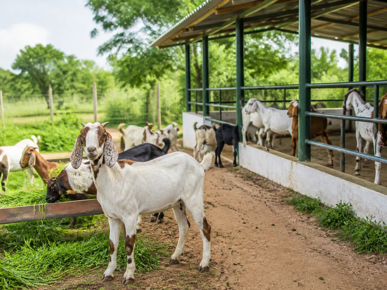 Goat Farming